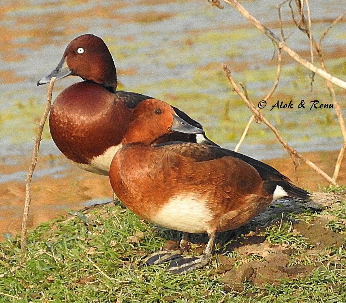 Ferruginous Duck - Alok Tewari