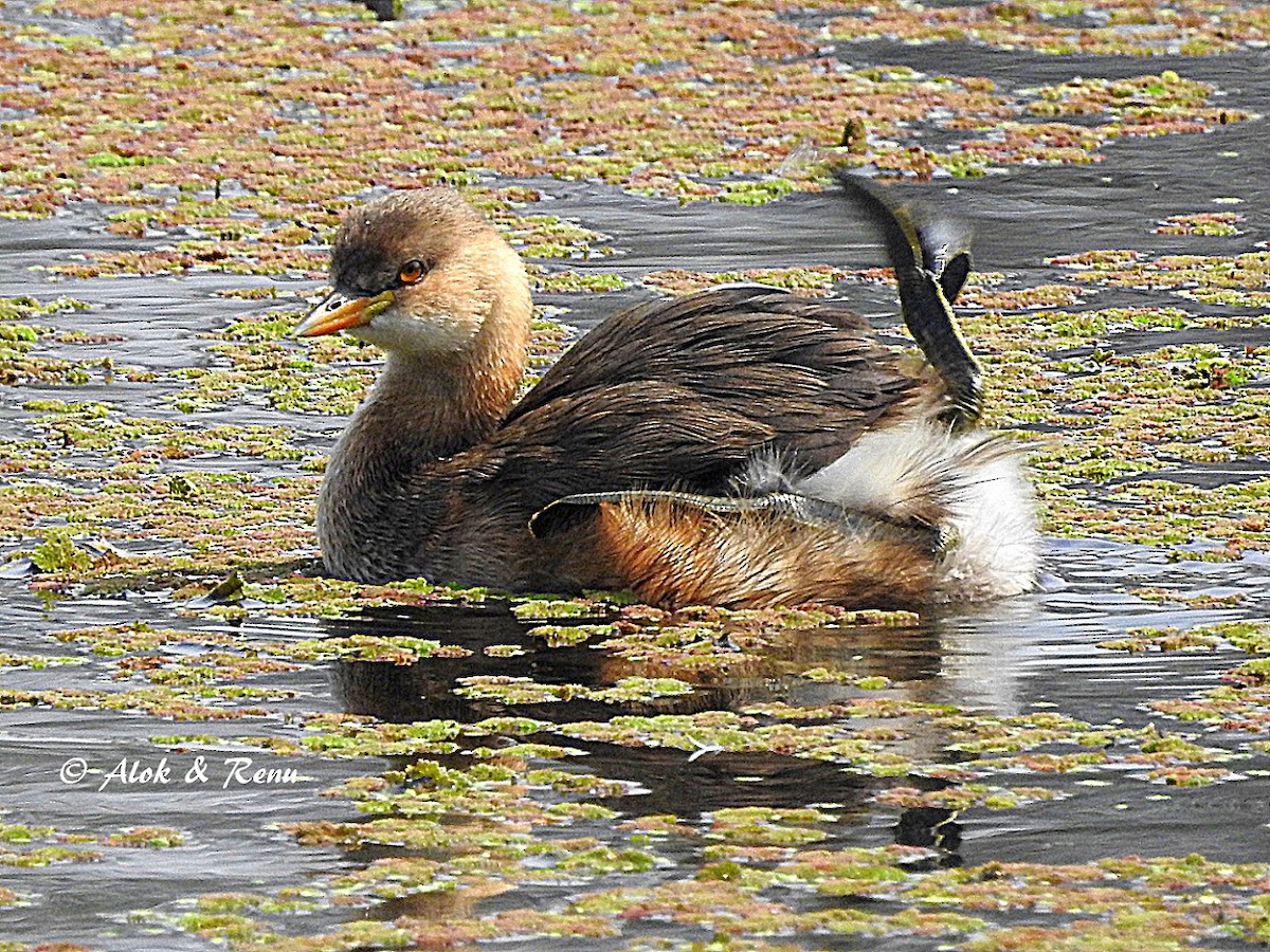 Zwergtaucher [ruficollis-Gruppe] - ML206081491