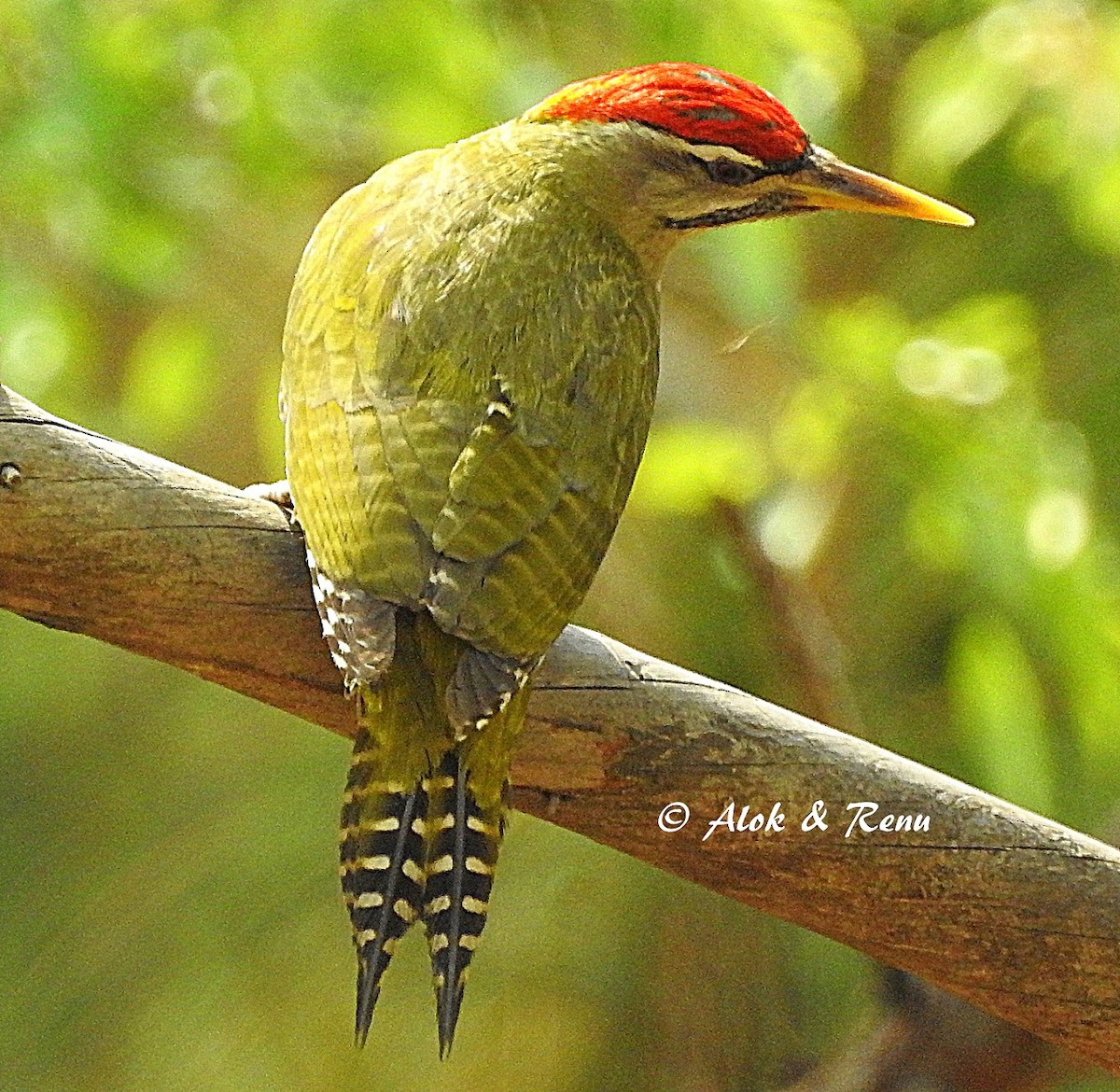 Scaly-bellied Woodpecker - Alok Tewari