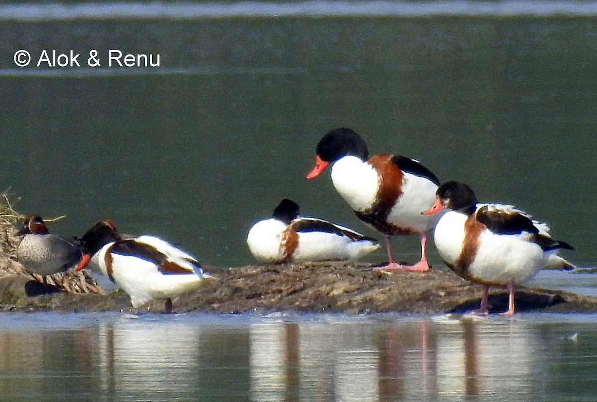 Common Shelduck - ML206081721