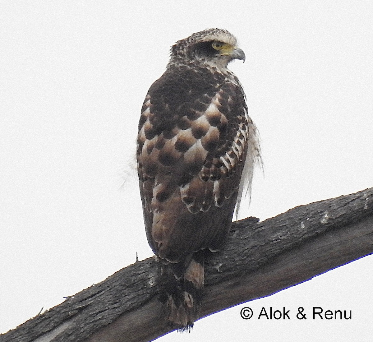 Crested Serpent-Eagle (Crested) - ML206081801