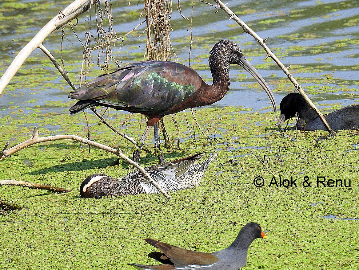 Garganey - ML206082181