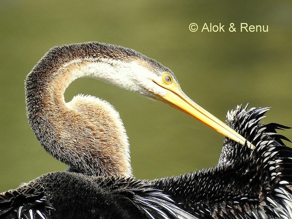 Anhinga Asiática - ML206082211