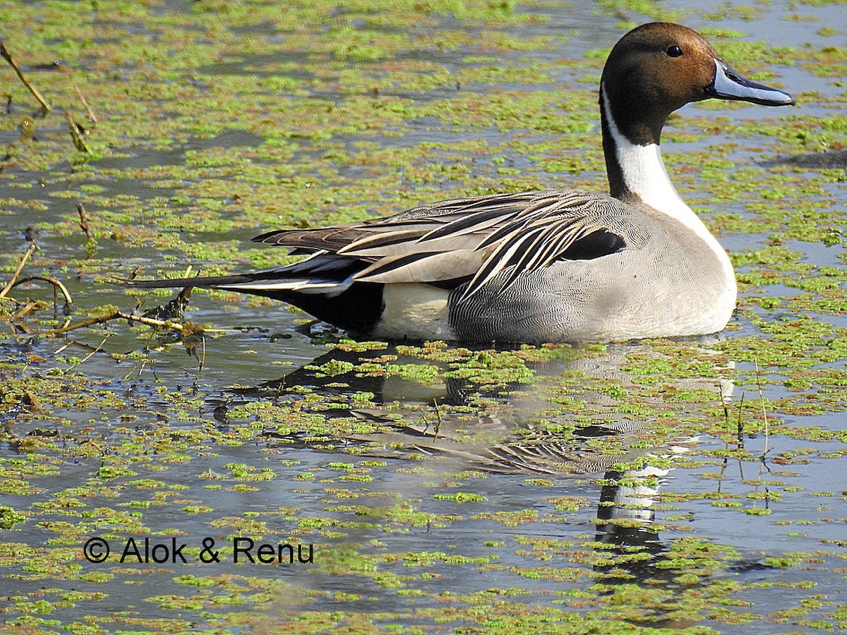 Northern Pintail - ML206082241