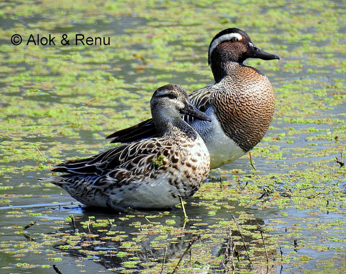 Garganey - Alok Tewari