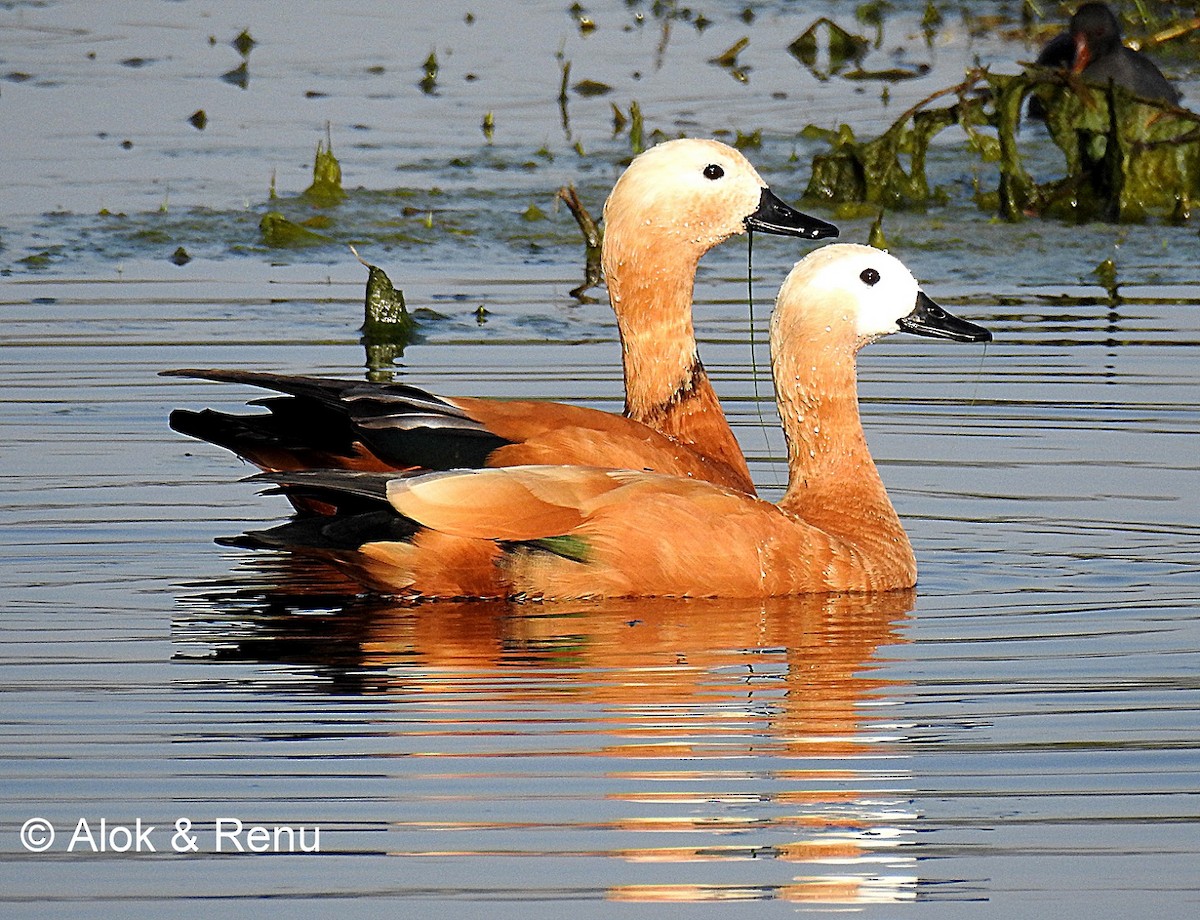 Ruddy Shelduck - ML206082311