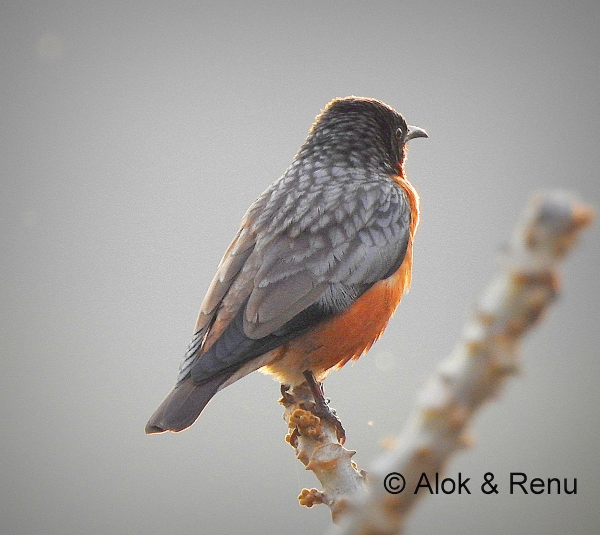 Spot-winged Starling - ML206082361