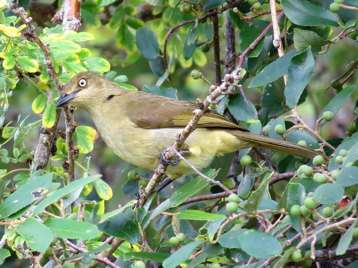 Bulbul de Zanzíbar - ML206082431