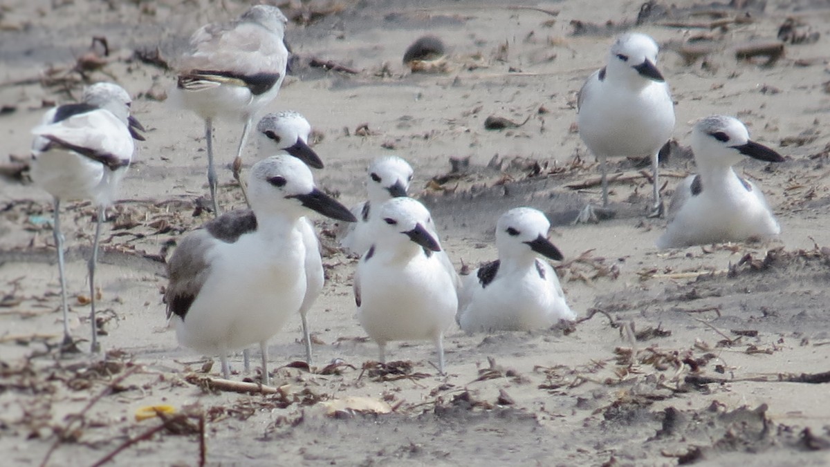 Crab-Plover - James Kashangaki