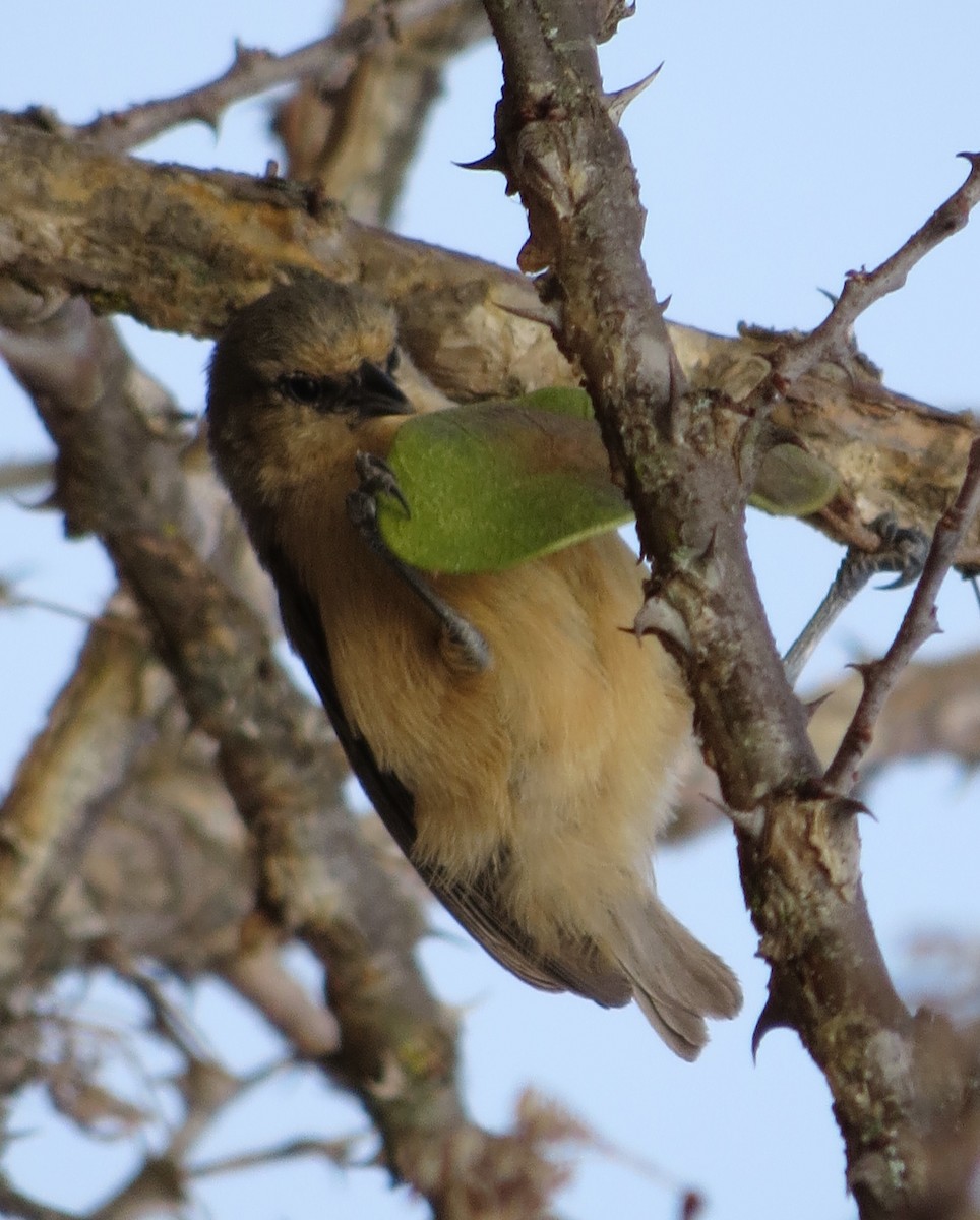 African Penduline-Tit (Buff-bellied) - ML206082611