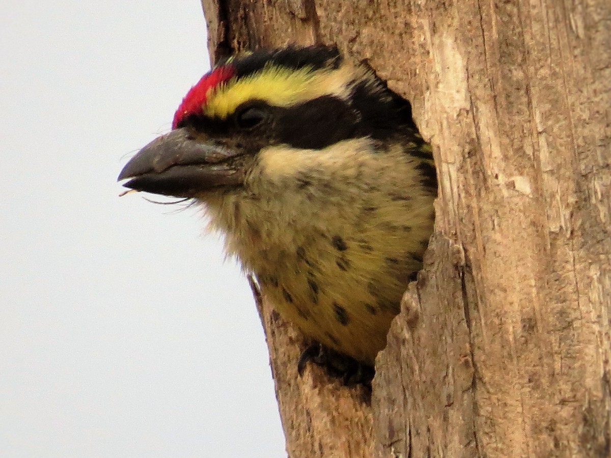 Red-fronted Barbet - James Kashangaki