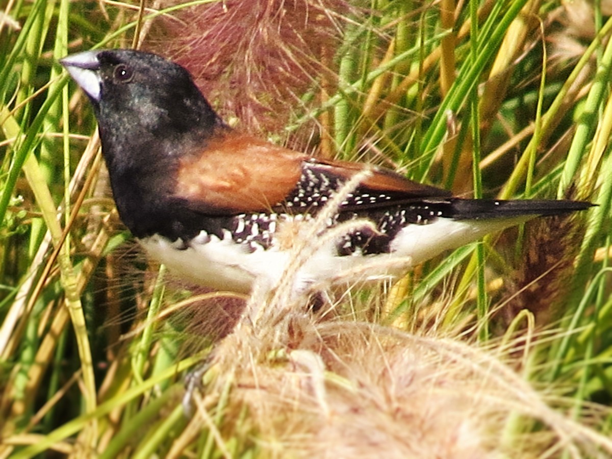 Black-and-white Mannikin (Red-backed) - ML206082781