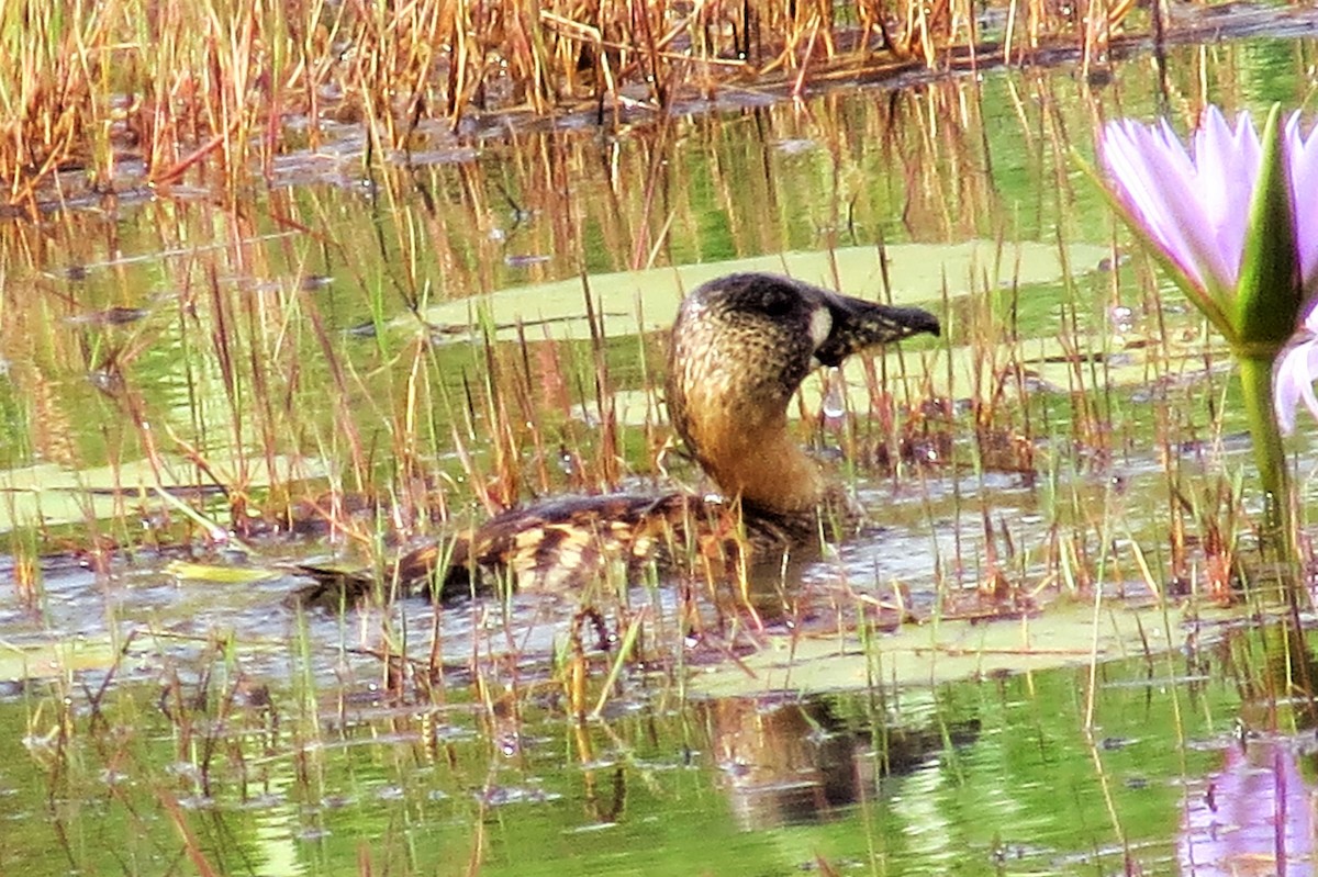 White-backed Duck - ML206082951