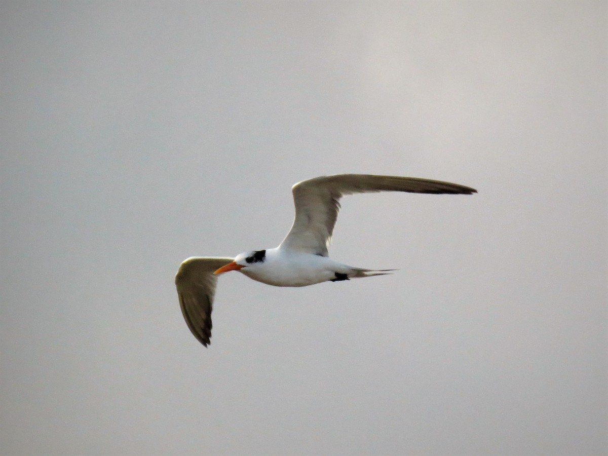 Lesser Crested Tern - James Kashangaki