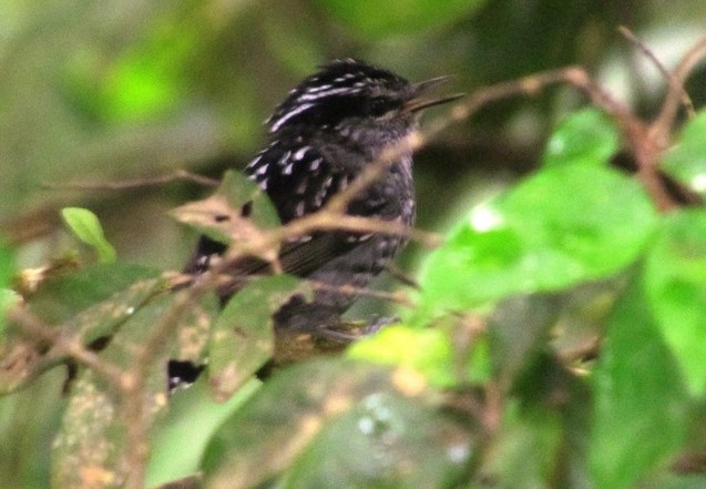 Scaled Antbird - ML206083311