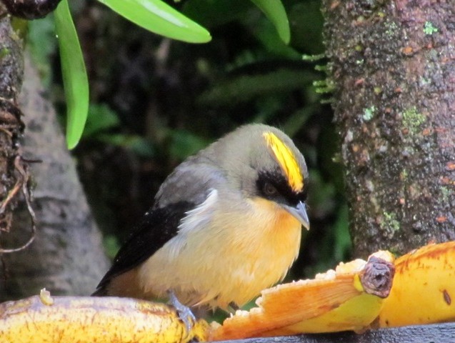 Black-goggled Tanager - ML206083471