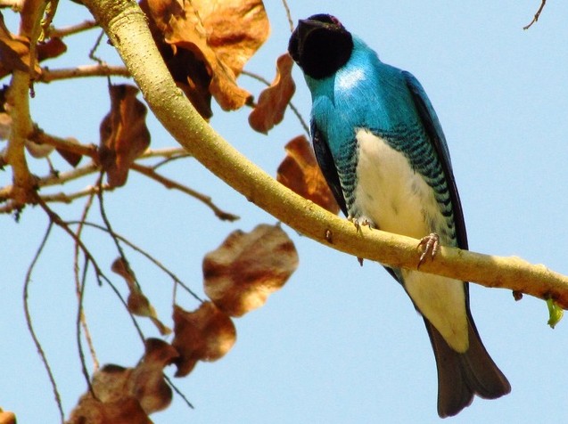 Swallow Tanager - ML206083711
