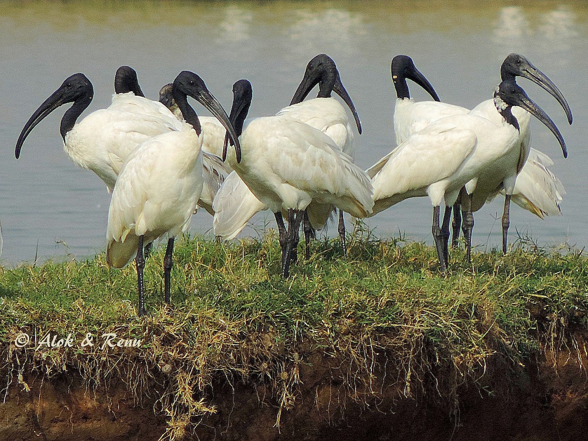 Ibis à tête noire - ML206083861