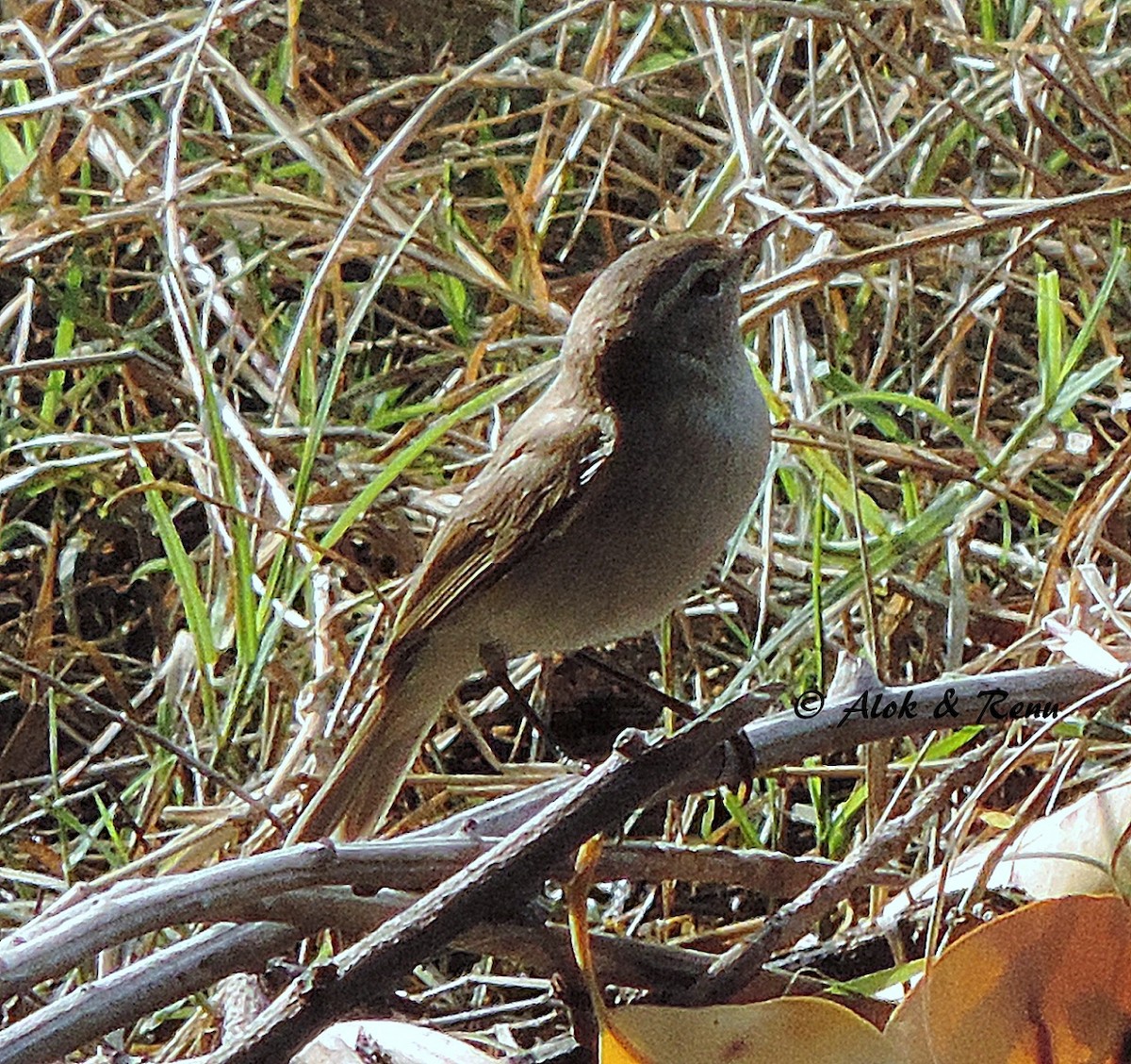 Smoky Warbler - Alok Tewari