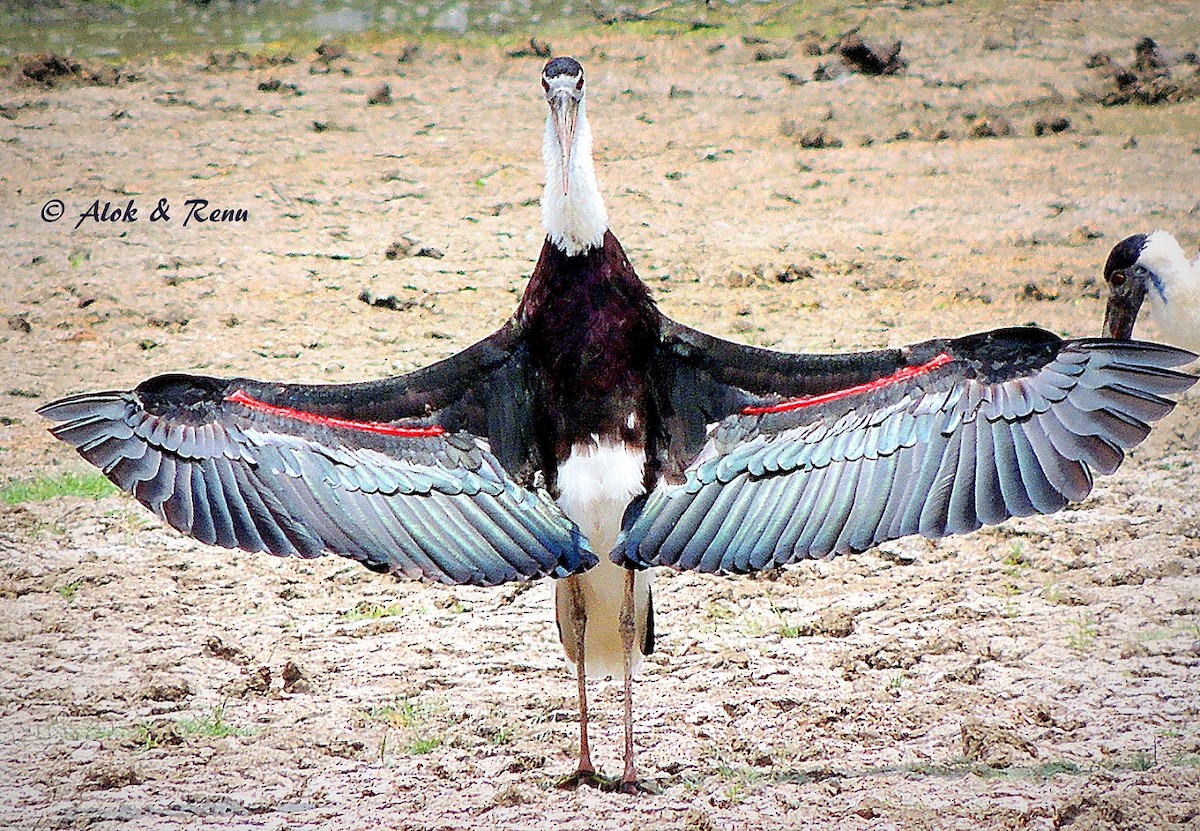 Cigogne épiscopale - ML206084041