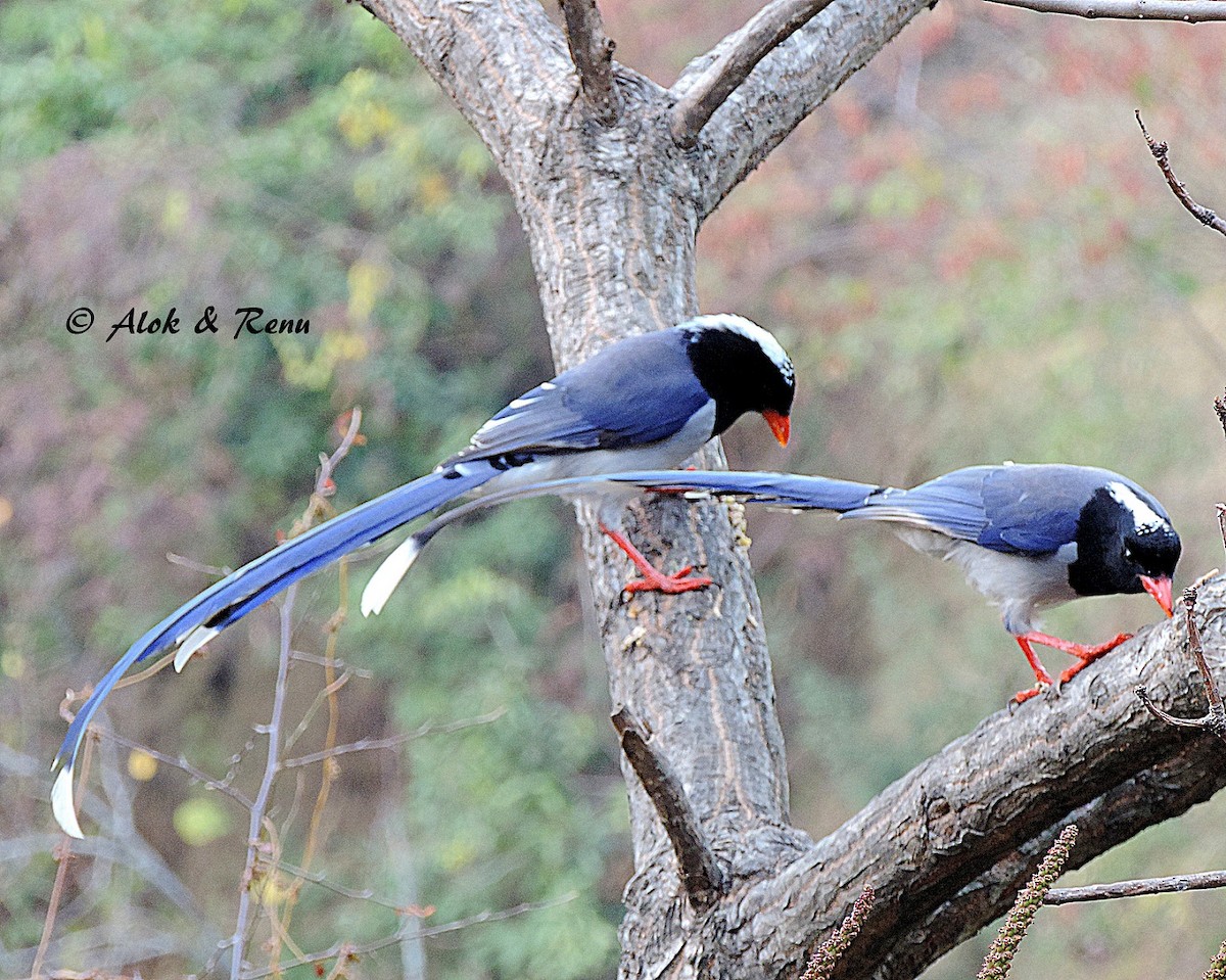 Red-billed Blue-Magpie - Alok Tewari