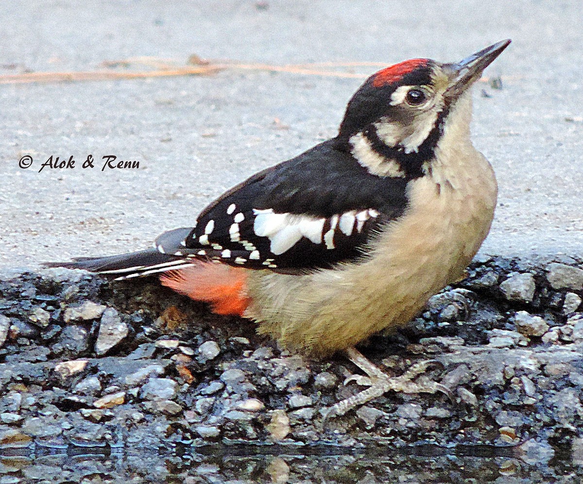 Himalayan Woodpecker - ML206084401