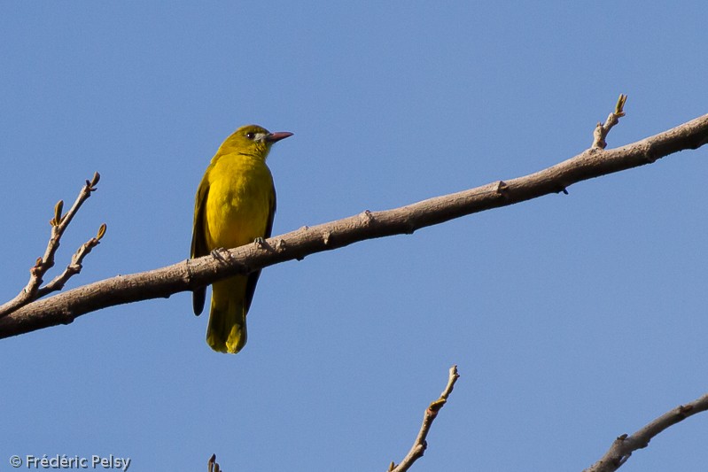 White-lored Oriole - ML206084651