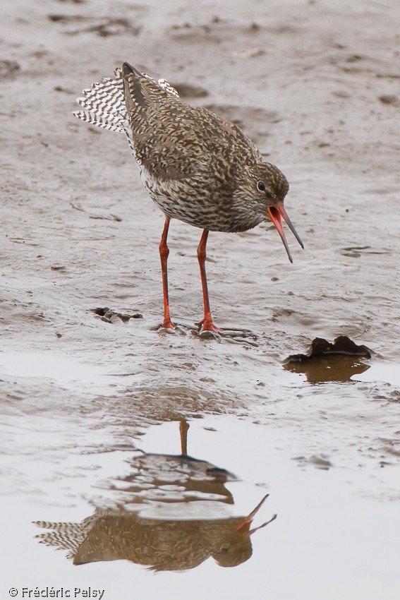 Common Redshank - ML206084741