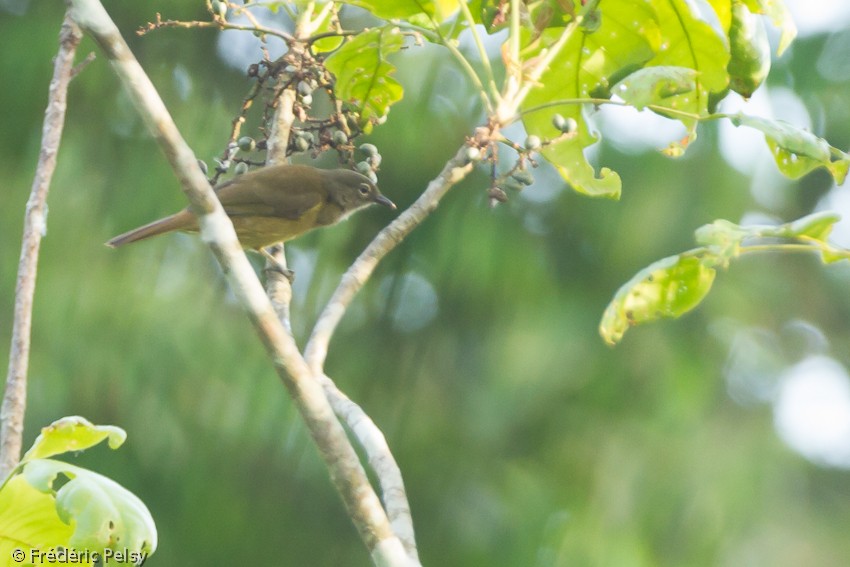 Gray Greenbul - ML206084981