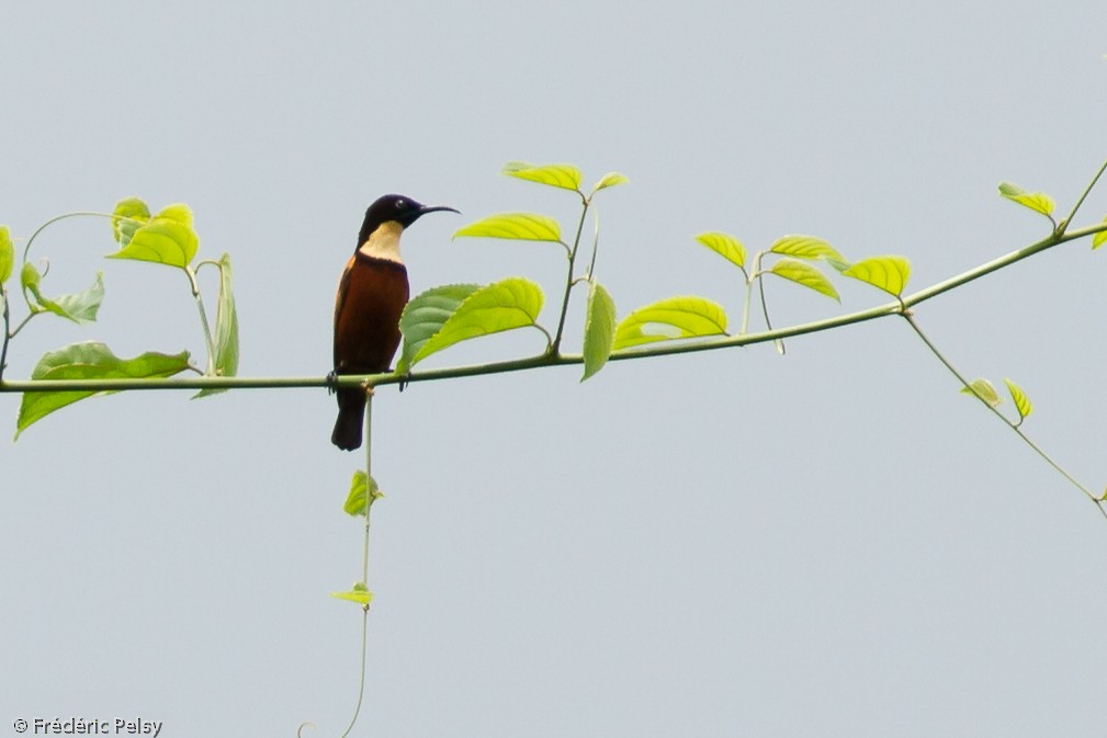 Buff-throated Sunbird - ML206085151