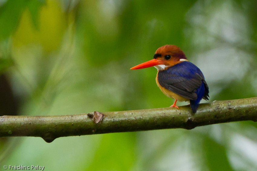 African Dwarf Kingfisher - ML206085241