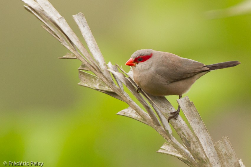 Black-rumped Waxbill - ML206085251