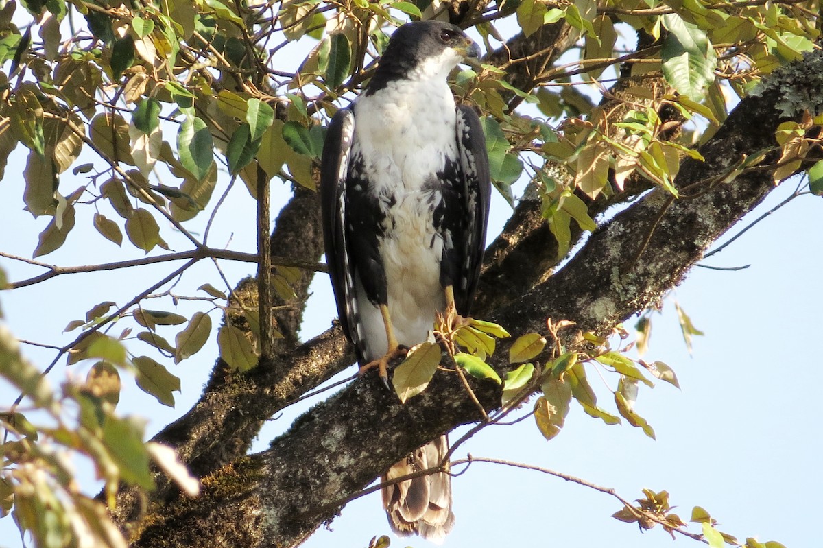 Black Goshawk - James Kashangaki