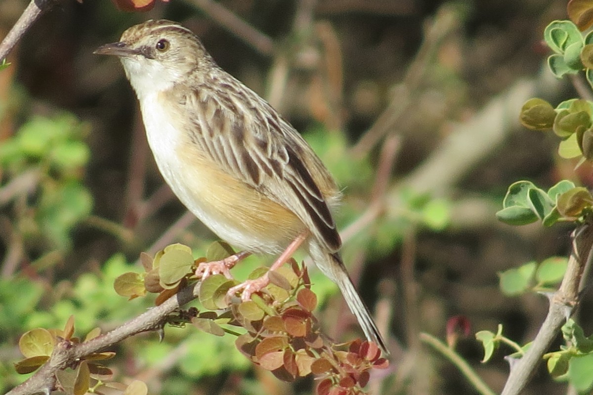 Pectoral-patch Cisticola (Pectoral-patch) - ML206085501