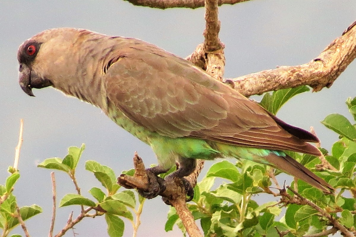 Red-bellied Parrot - ML206085551