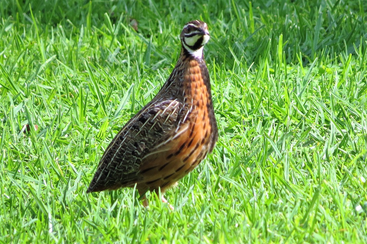 Harlequin Quail - ML206085621