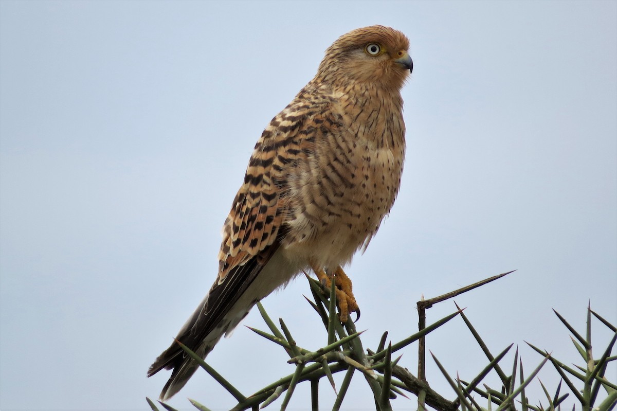 Greater Kestrel - ML206085631