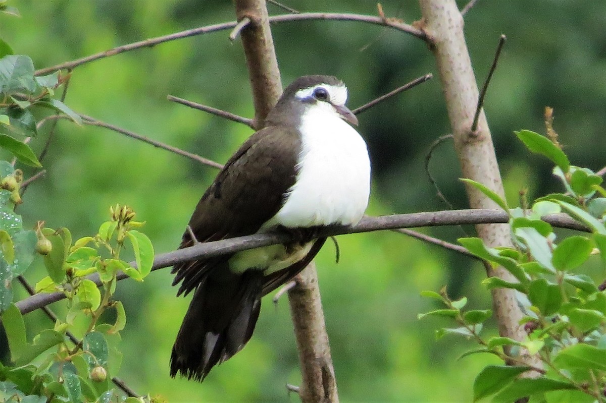 Tambourine Dove - ML206085651