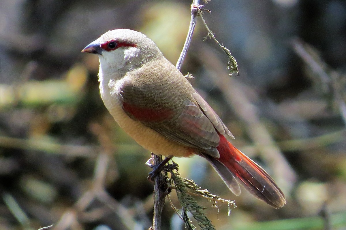 Crimson-rumped Waxbill - James Kashangaki