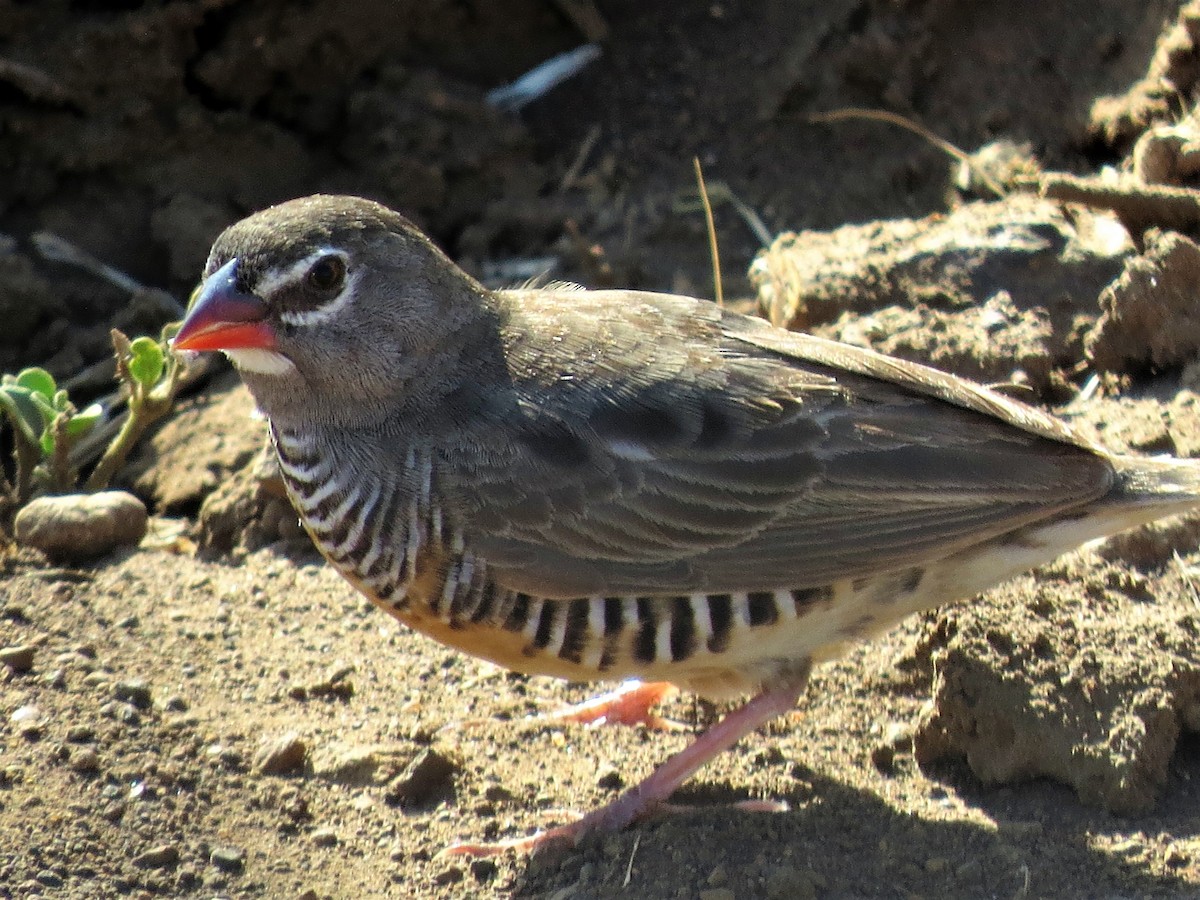 Quailfinch (Spectacled) - James Kashangaki