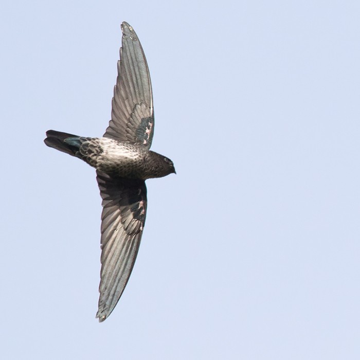 Plume-toed Swiftlet - ML206085881