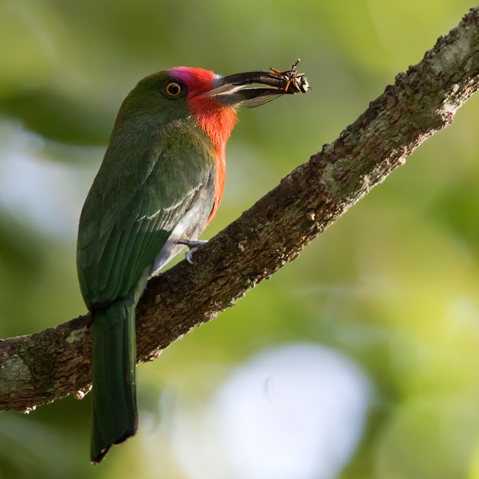 Red-bearded Bee-eater - ML206085951