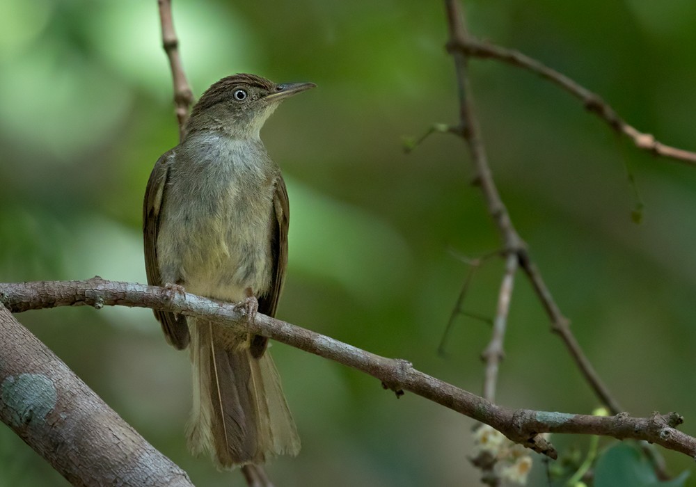 Buff-vented Bulbul - ML206086011