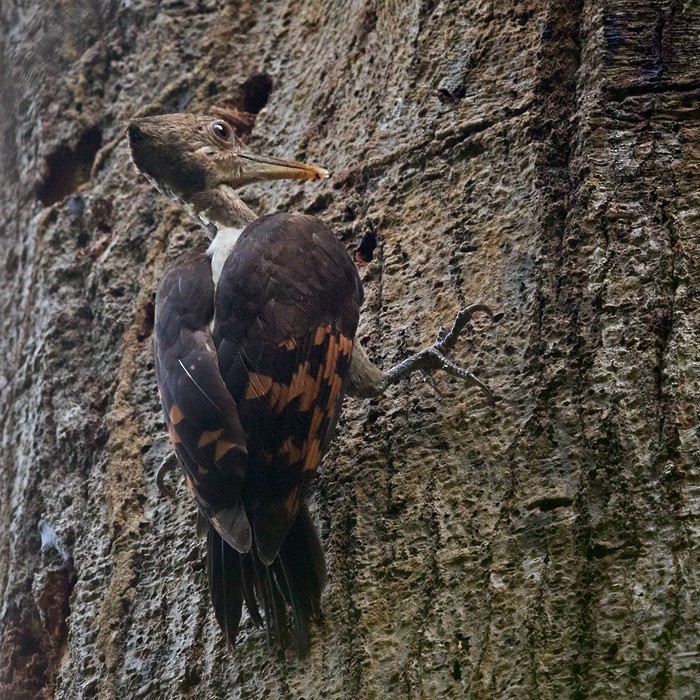 Orange-backed Woodpecker - ML206086081