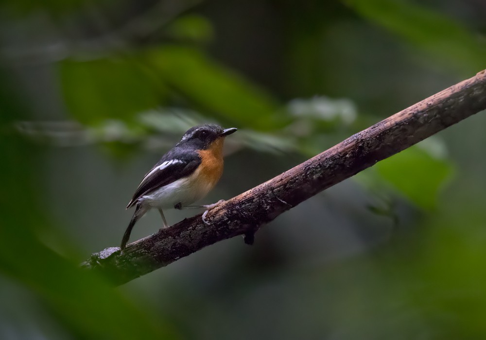 Rufous-chested Flycatcher - ML206086131