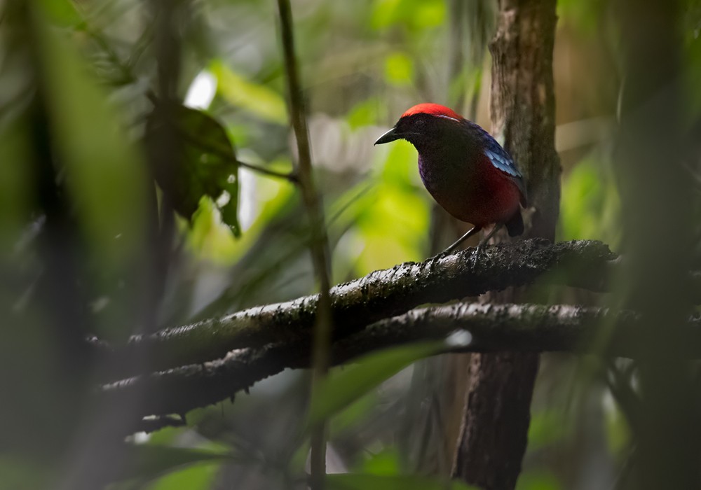 Garnet Pitta - Lars Petersson | My World of Bird Photography