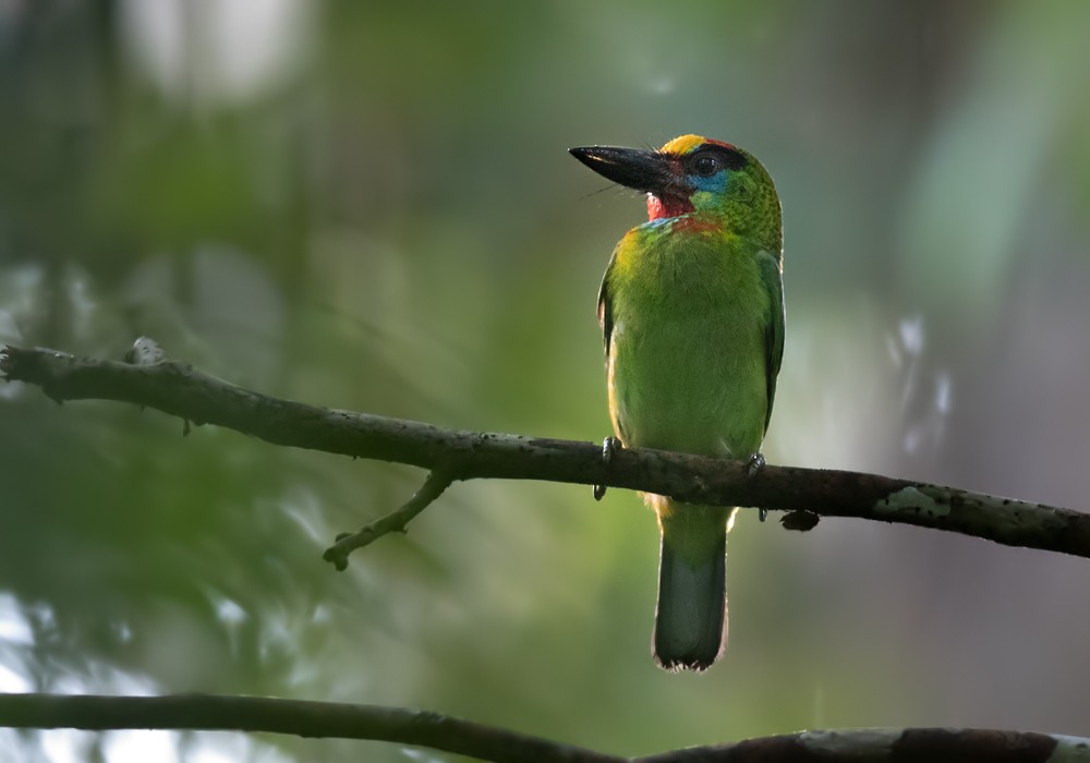 Red-throated Barbet - ML206086231