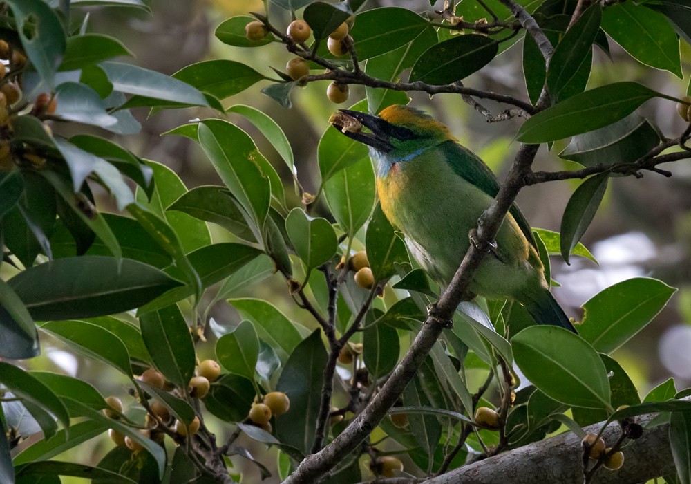 Yellow-crowned Barbet - ML206086371