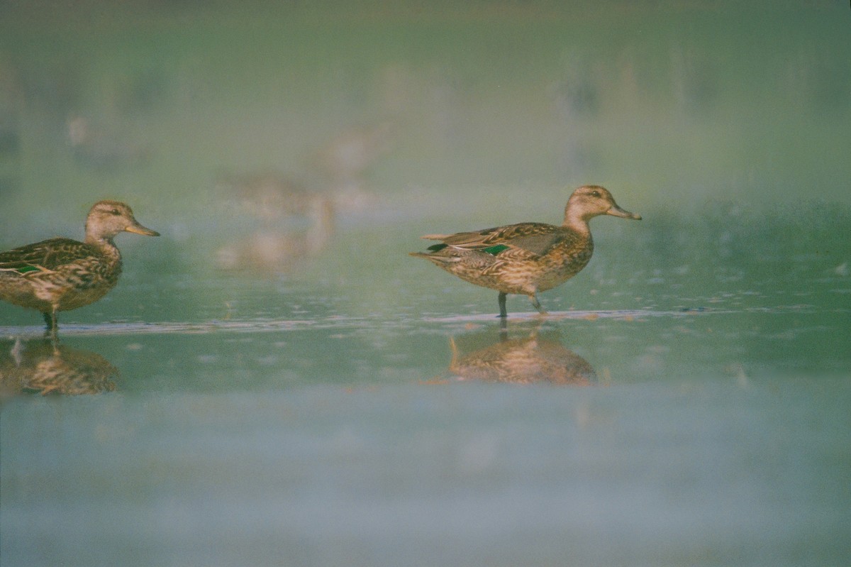 Green-winged Teal (Eurasian) - ML206086931