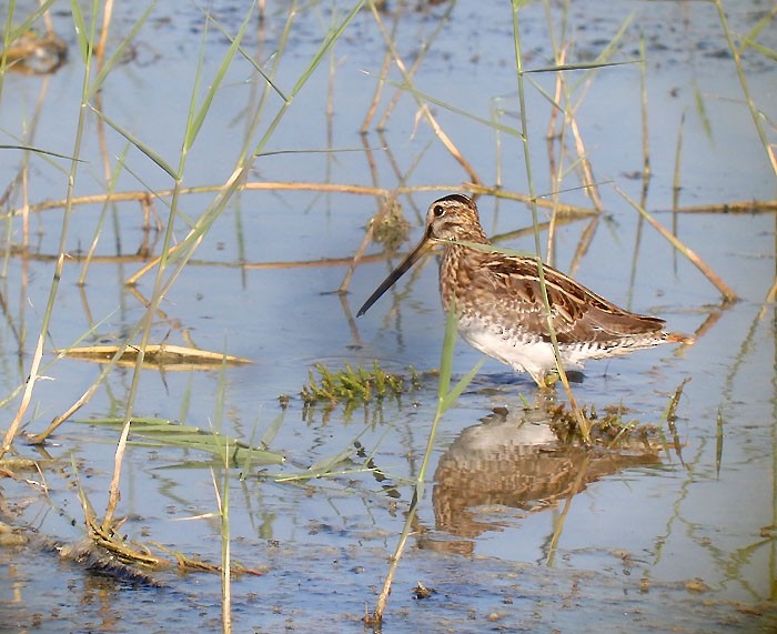 Common Snipe - Jesús Laborda